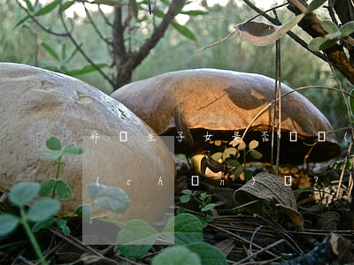 非親生子女是否無權(quán)繼承遺產(chǎn)？